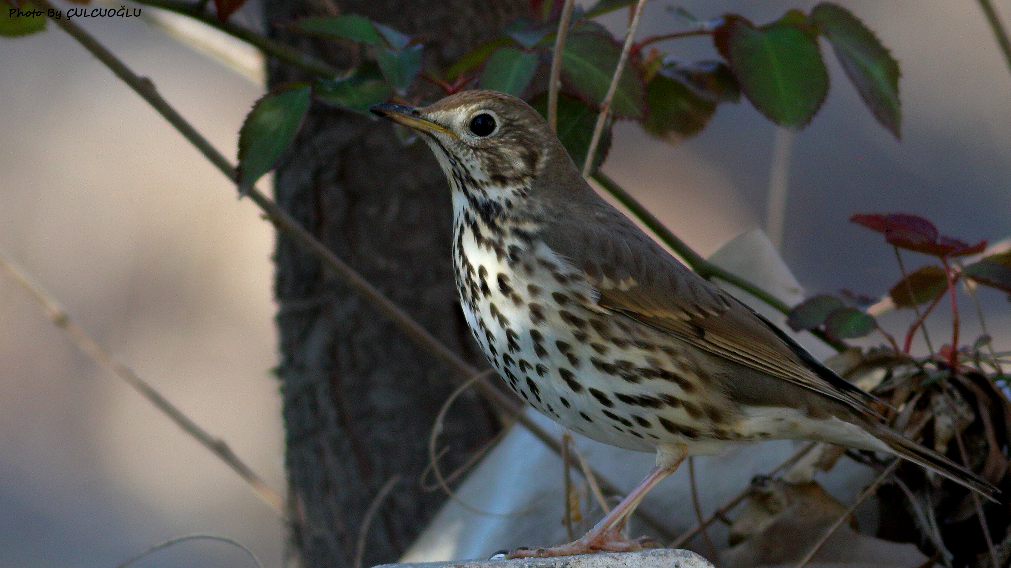 Song Thrush